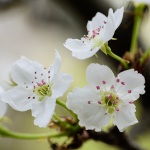 护士长双乳被揉的又大又硬
